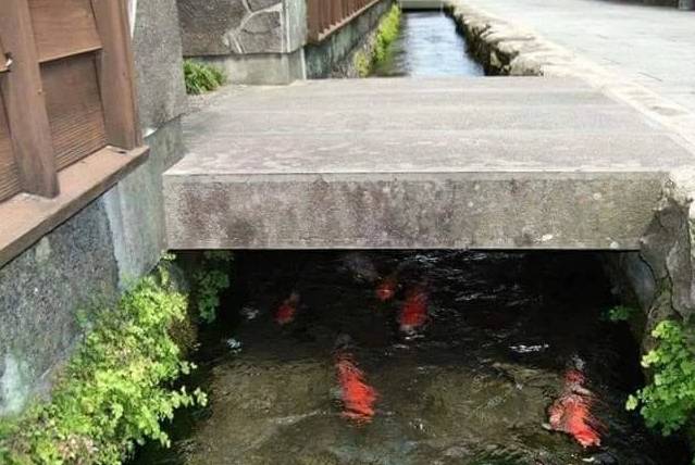 日本门前一排50公分宽的排水渠,里面清澈种花又养鱼,赏心悦目5