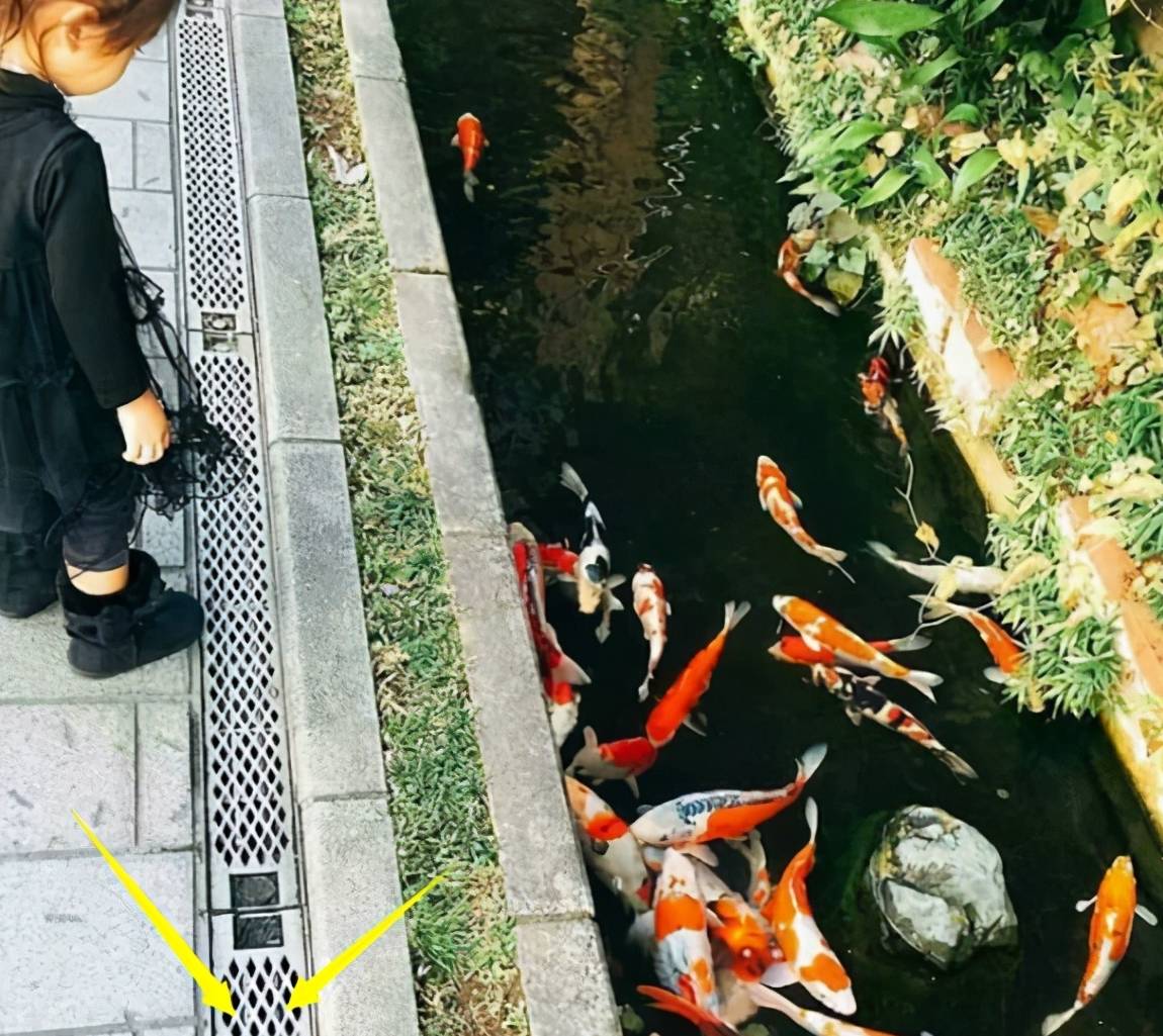 日本门前一排50公分宽的排水渠,里面清澈种花又养鱼,赏心悦目6