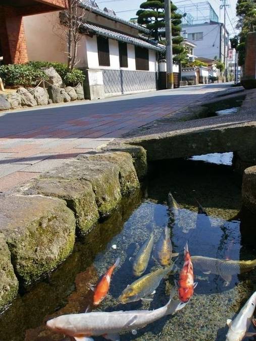 日本门前一排50公分宽的排水渠,里面清澈种花又养鱼,赏心悦目8