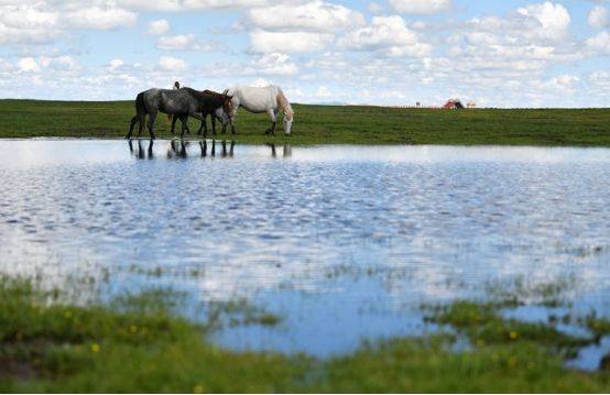 人类为什么要给马钉马掌,而野马却不需要,这样马不疼吗?1