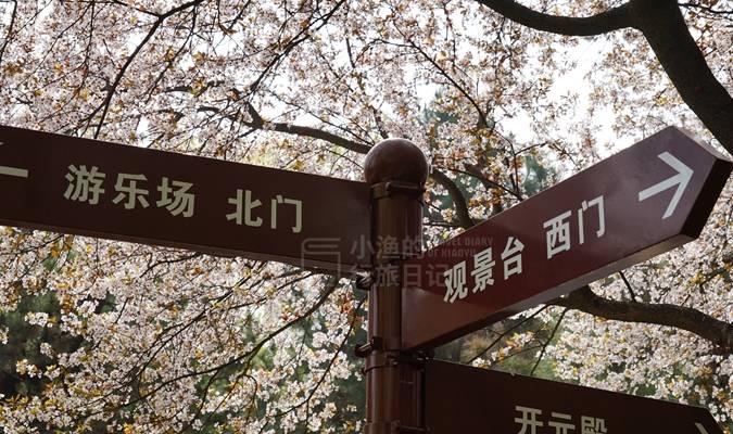 人类为什么要给马钉马掌,而野马却不需要,这样马不疼吗?2