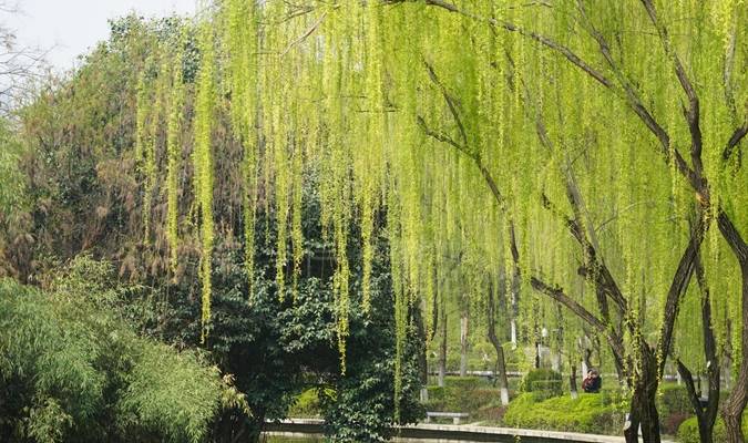 人类为什么要给马钉马掌,而野马却不需要,这样马不疼吗?3