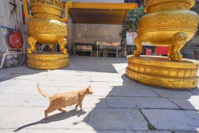 广州小众寺庙,祈福好去处,不收门票,古风满满10