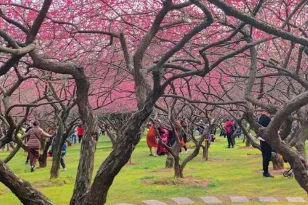 长沙踏青适合拍照的地方有哪些1