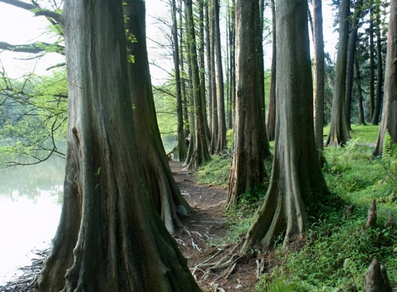 云南农村的一种怪树,一个人能扛下8根,是制造飞机模型的良材2