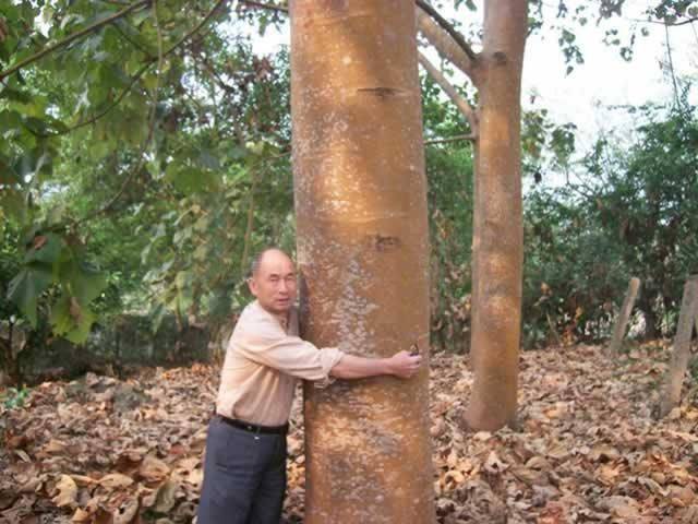 云南农村的一种怪树,一个人能扛下8根,是制造飞机模型的良材4
