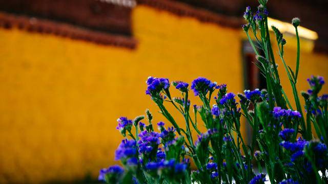 如果你感觉到缺氧，就来拉萨这个地方，6