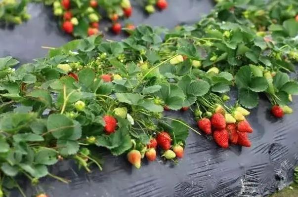 扬州踏青最适合去的地方2