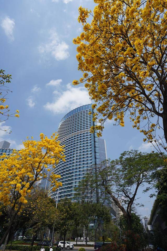 黄花风铃木是什么花,为什么最近他刷爆爆了广州人的朋友圈?1