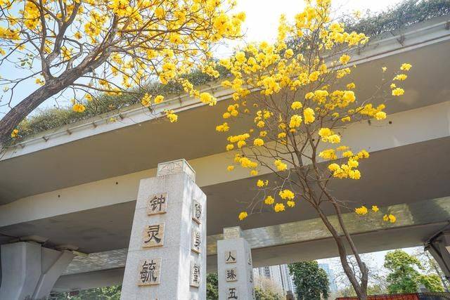 黄花风铃木是什么花,为什么最近他刷爆爆了广州人的朋友圈?2