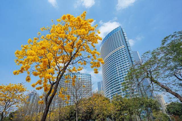 黄花风铃木是什么花,为什么最近他刷爆爆了广州人的朋友圈?3