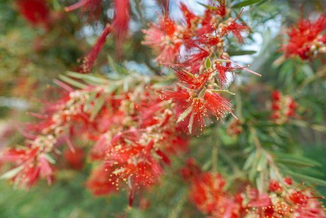 黄花风铃木是什么花,为什么最近他刷爆爆了广州人的朋友圈?4