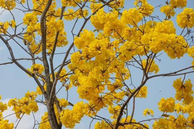 黄花风铃木是什么花,为什么最近他刷爆爆了广州人的朋友圈?11