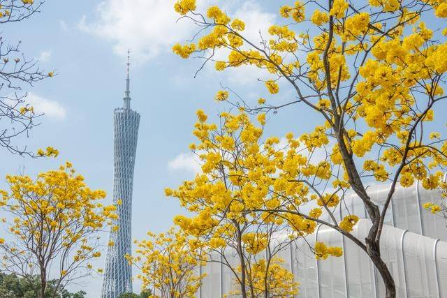 黄花风铃木是什么花,为什么最近他刷爆爆了广州人的朋友圈?12