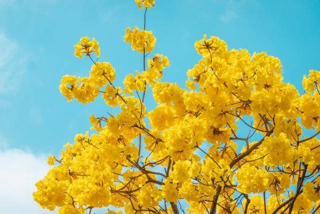 黄花风铃木是什么花,为什么最近他刷爆爆了广州人的朋友圈?7