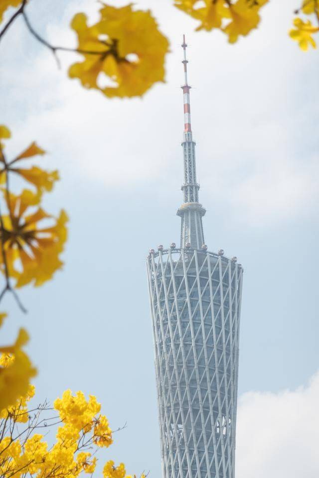 黄花风铃木是什么花,为什么最近他刷爆爆了广州人的朋友圈?8