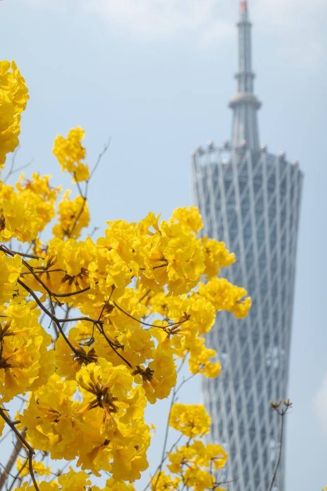 黄花风铃木是什么花,为什么最近他刷爆爆了广州人的朋友圈?9