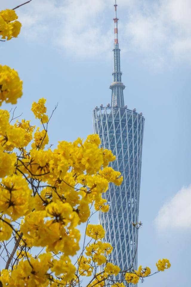 黄花风铃木是什么花,为什么最近他刷爆爆了广州人的朋友圈?10