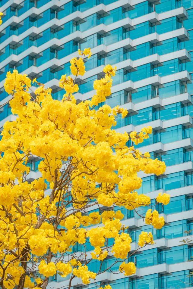 黄花风铃木是什么花,为什么最近他刷爆爆了广州人的朋友圈?13