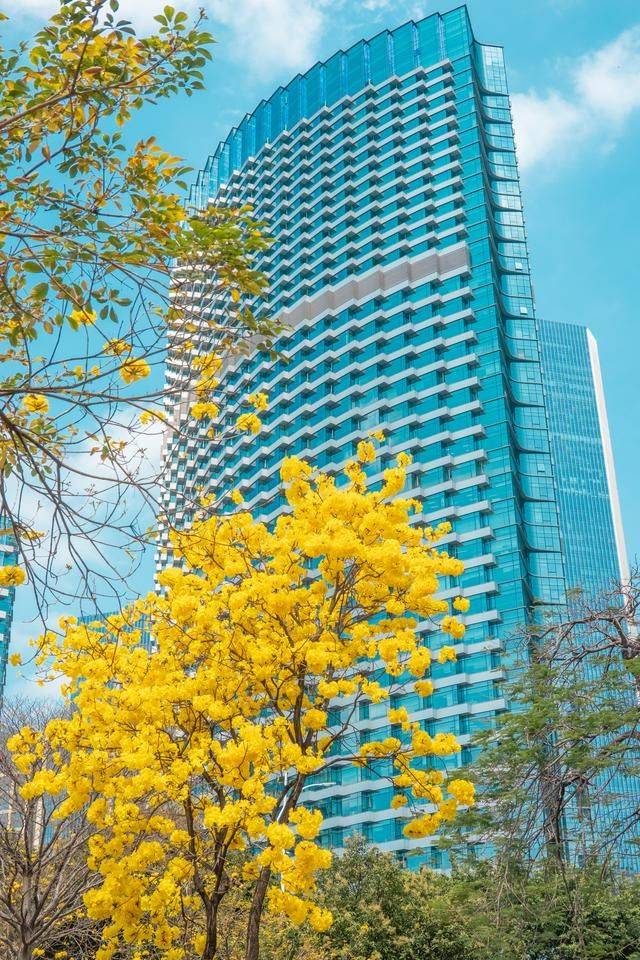 黄花风铃木是什么花,为什么最近他刷爆爆了广州人的朋友圈?14