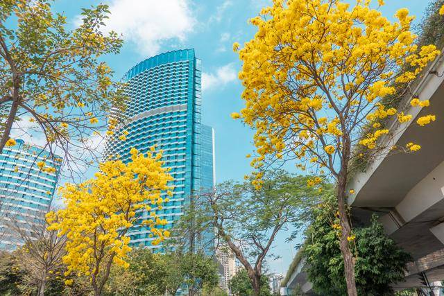 黄花风铃木是什么花,为什么最近他刷爆爆了广州人的朋友圈?15