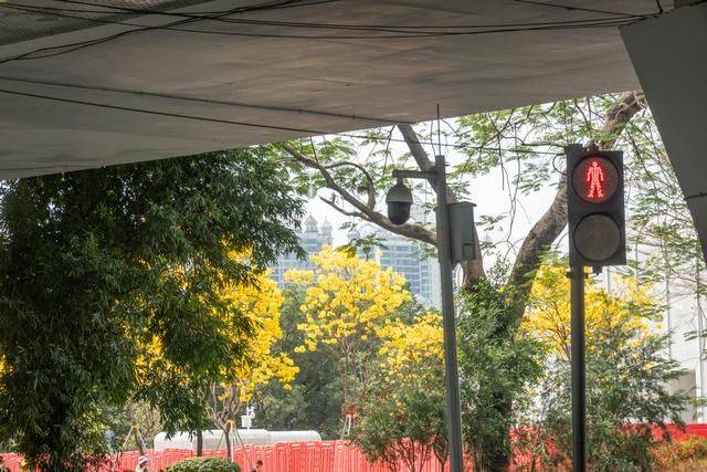 黄花风铃木是什么花,为什么最近他刷爆爆了广州人的朋友圈?16