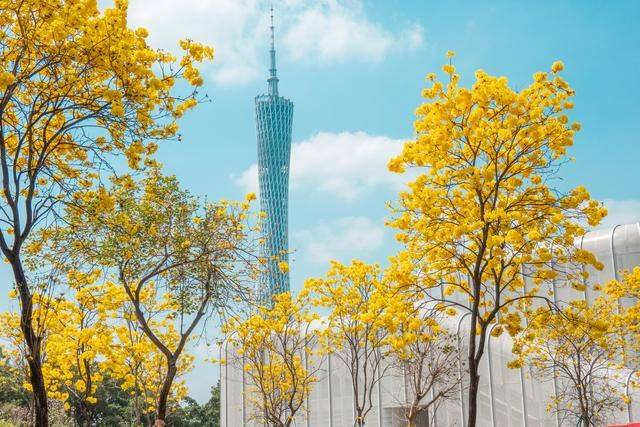 黄花风铃木是什么花,为什么最近他刷爆爆了广州人的朋友圈?17