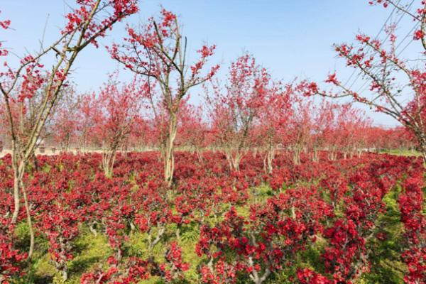成都踏青赏花一日游线路1