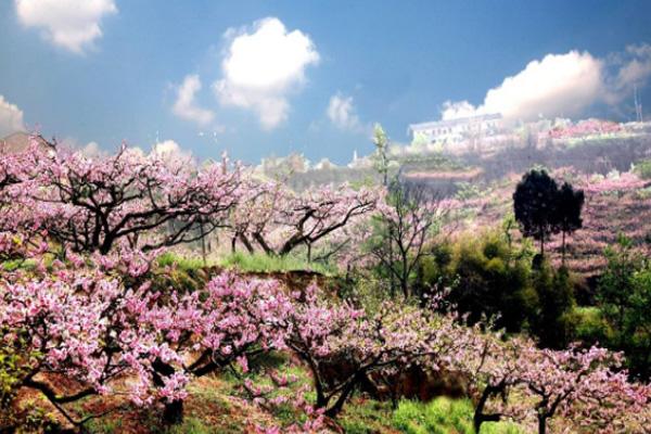成都踏青赏花一日游线路2