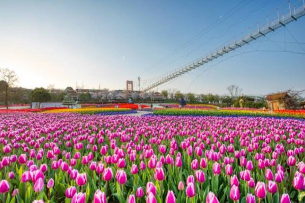 成都踏青赏花一日游线路3
