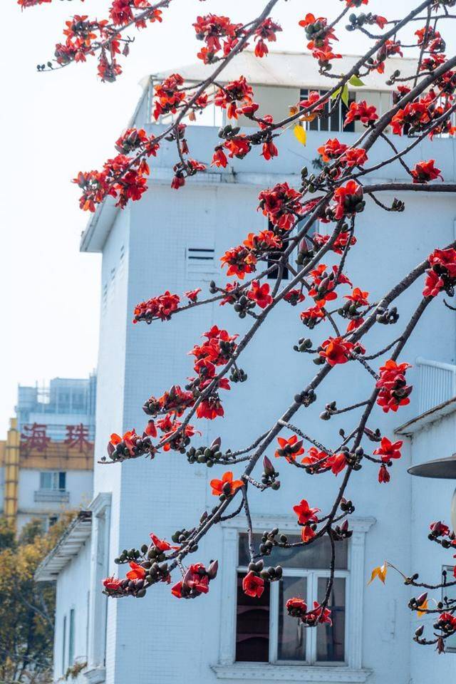 广这座广州最早的铁桥,名气很大,却有很多人在此跳桥8