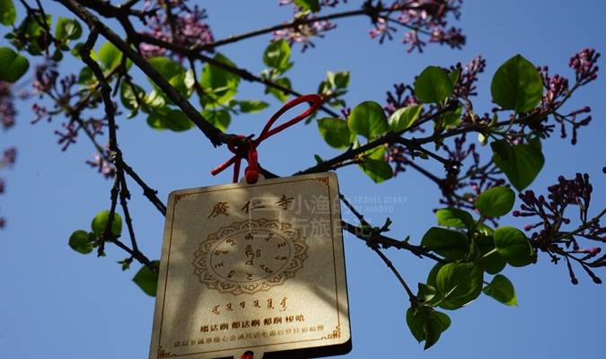 西安有座皇家寺庙,春光太美了!人少免费,地铁可达1