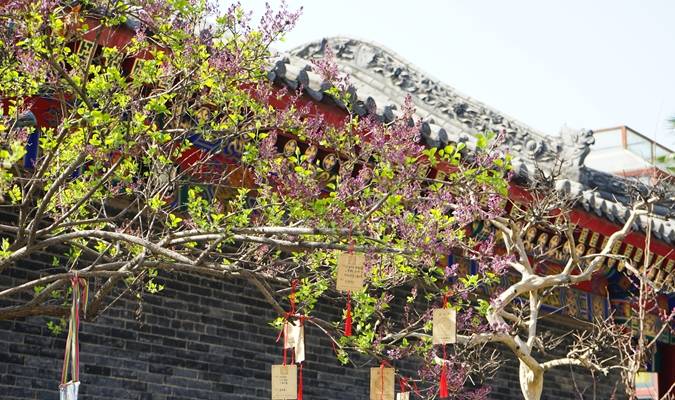 西安有座皇家寺庙,春光太美了!人少免费,地铁可达5