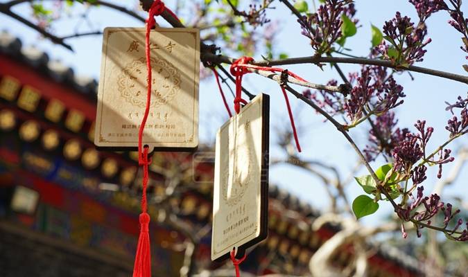 西安有座皇家寺庙,春光太美了!人少免费,地铁可达6