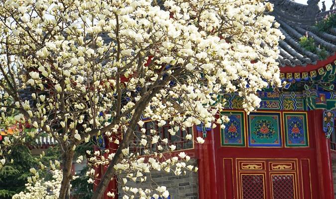 西安有座皇家寺庙,春光太美了!人少免费,地铁可达7