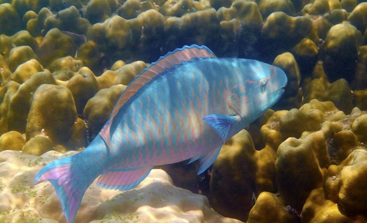 马来西亚旅游必去北方两座岛:一个怀旧一个浪漫,这样玩就对了14