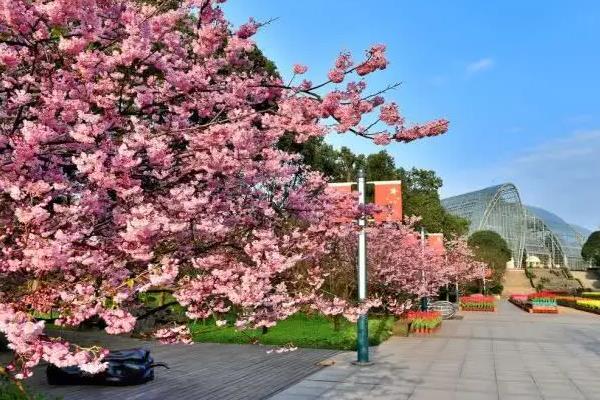 重庆周末一日游好去处春季1
