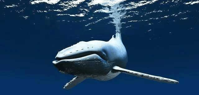 鲸鱼能缓解全球变暖？每年相当于20亿棵树的贡献！拯救鲸鱼吧1