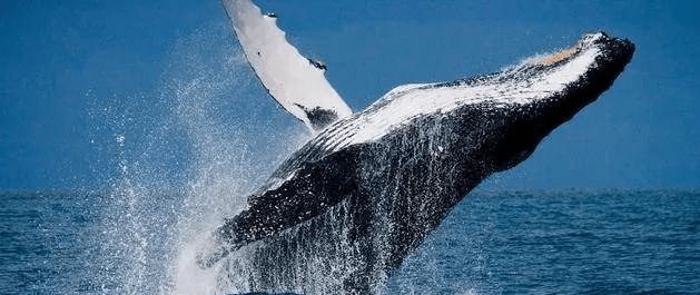 鲸鱼能缓解全球变暖？每年相当于20亿棵树的贡献！拯救鲸鱼吧2