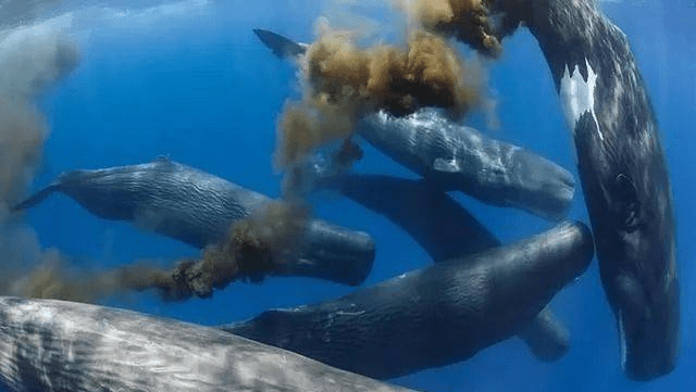 鲸鱼能缓解全球变暖？每年相当于20亿棵树的贡献！拯救鲸鱼吧3