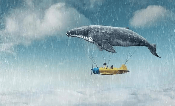 鲸鱼能缓解全球变暖？每年相当于20亿棵树的贡献！拯救鲸鱼吧4