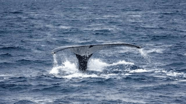 鲸鱼能缓解全球变暖？每年相当于20亿棵树的贡献！拯救鲸鱼吧5