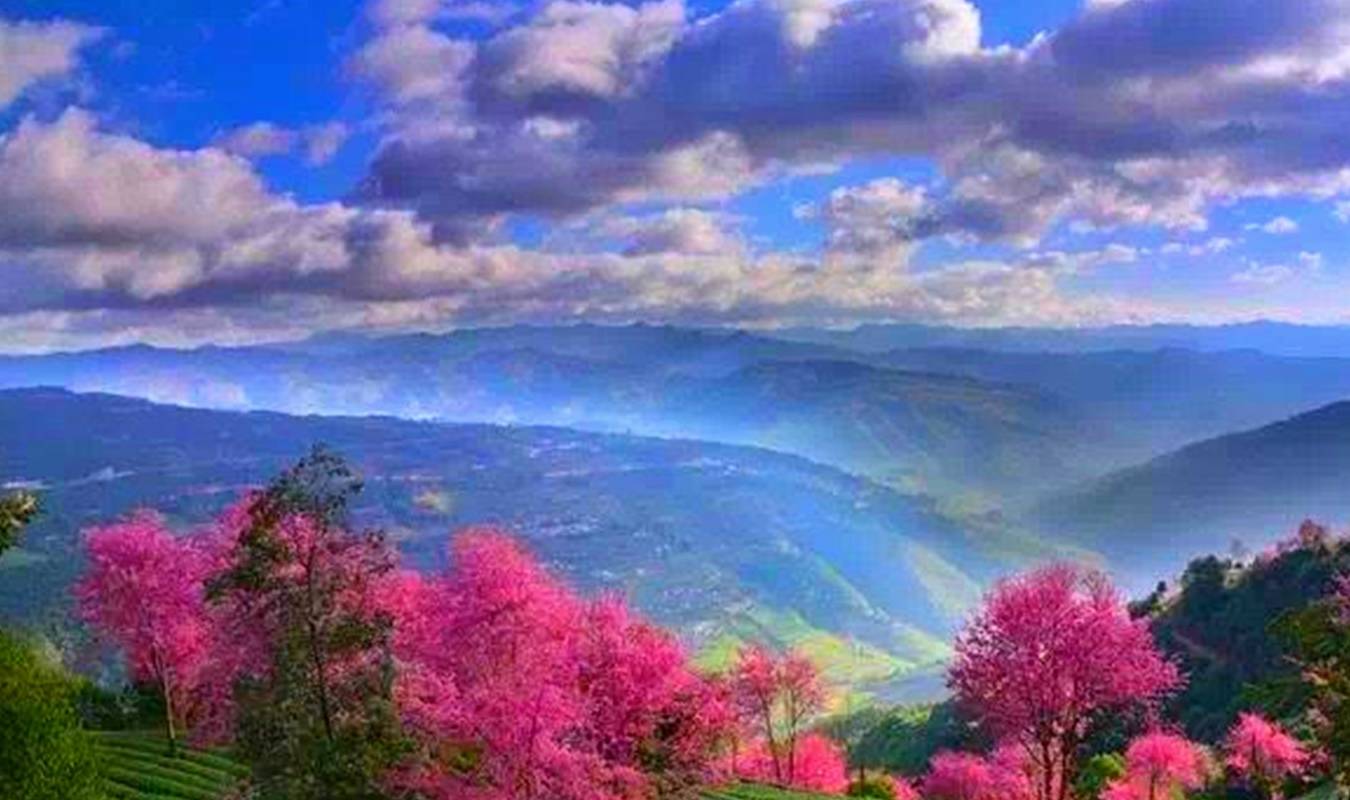 赏樱花可以来杭州这里,这里有一条长达12公里的樱花大道2