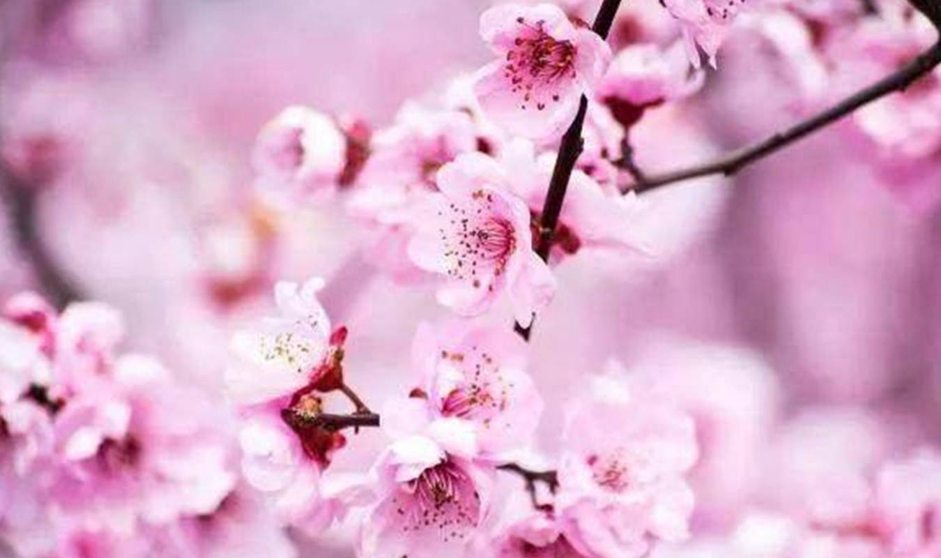 赏樱花可以来杭州这里,这里有一条长达12公里的樱花大道3