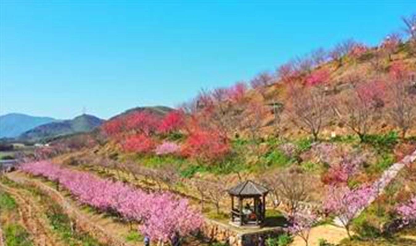 赏樱花可以来杭州这里,这里有一条长达12公里的樱花大道4