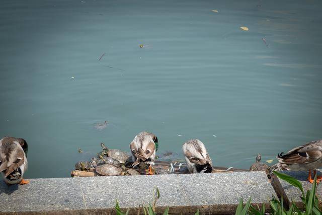 广州最壕祠堂,曾经有个地产商想买他们的土地,结果反被村民……14