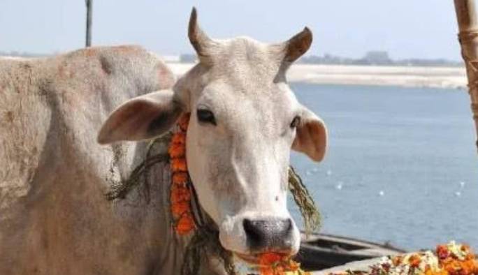 欲将“牛粪饼”出口至我国，2盒仅需60元，印民：一定会热销3