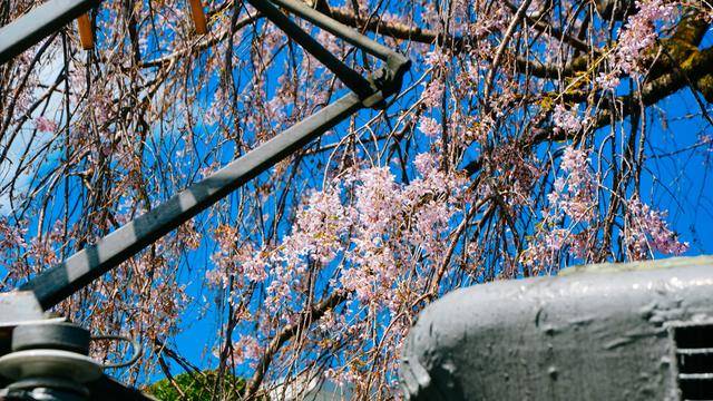 日本这个地方,到了春天满街都是樱花,太浪漫了吧8