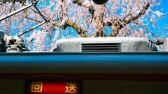 日本这个地方,到了春天满街都是樱花,太浪漫了吧9