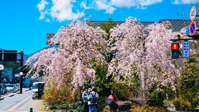 日本这个地方,到了春天满街都是樱花,太浪漫了吧19